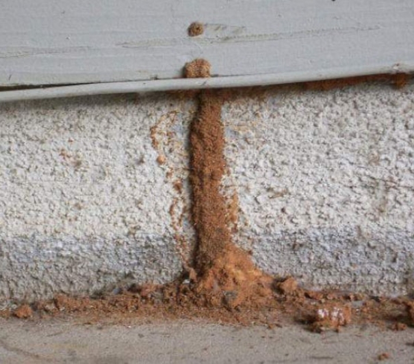 Common termite signs around a home