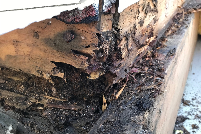 Termite mud tubes and wood damage