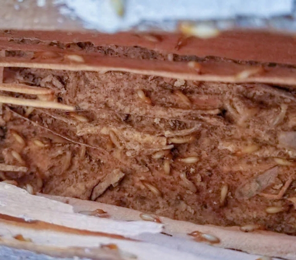 Formosan termite infestation example