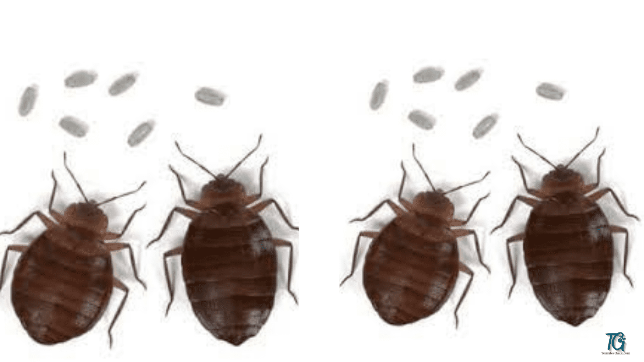 How Does Bed Bugs Reproduce termitesguide