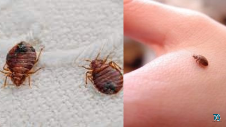 how-long-does-bed-bugs-live-without-a-host-termitesguide