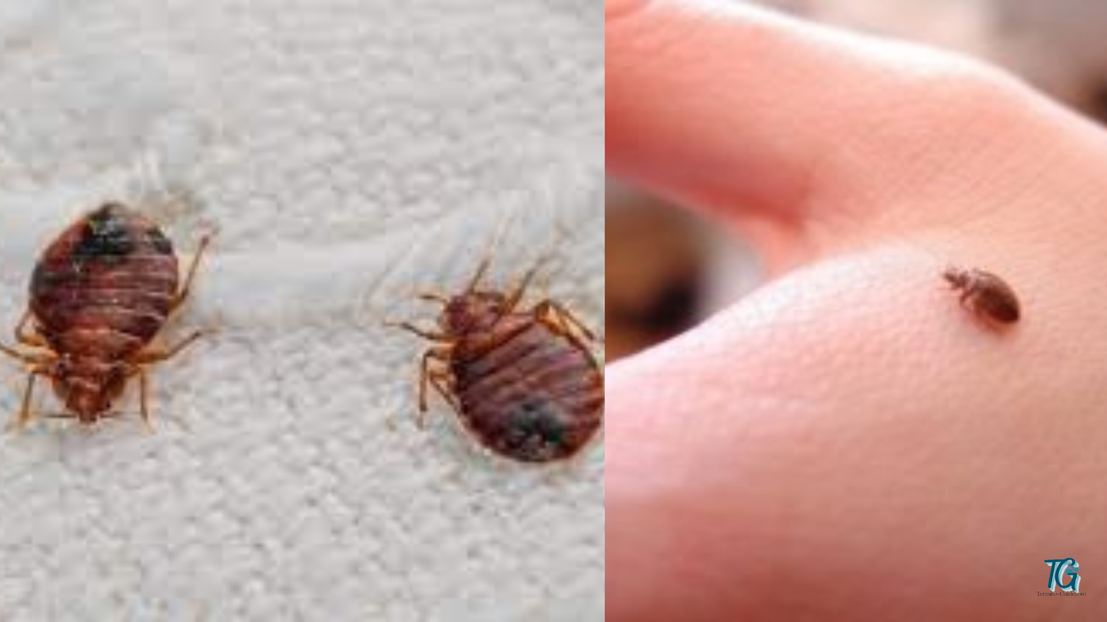 How Long Does Bed Bugs Live Without A Host Termitesguide 0382