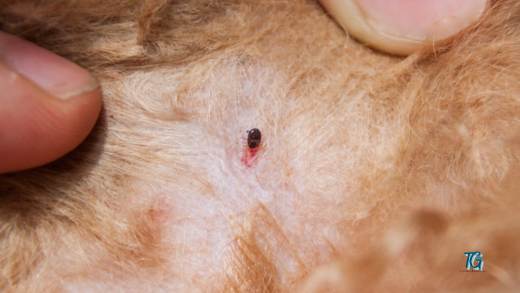 What Does A Flea Bite Look Like On My Dog