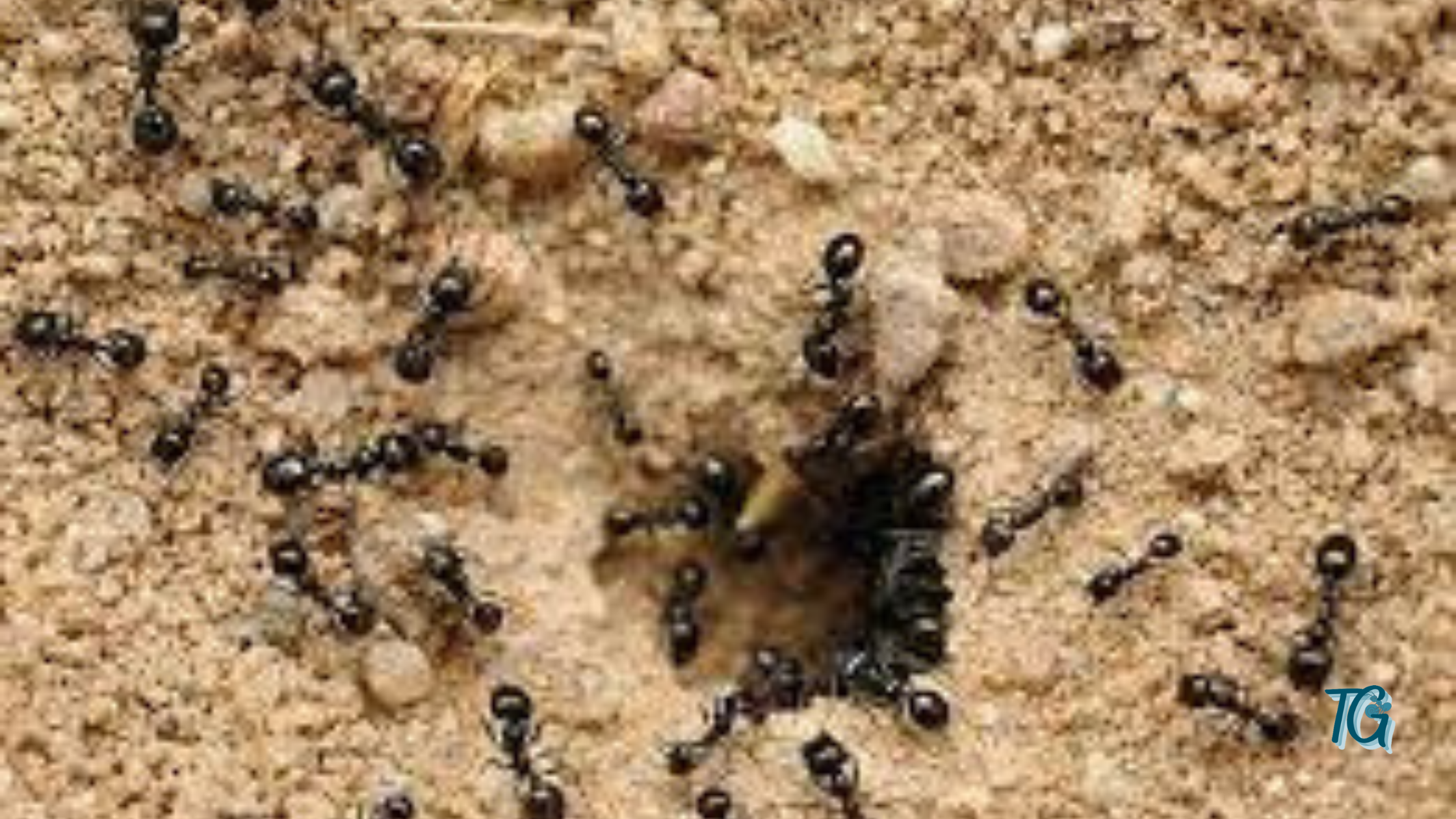 How To Find Ants Nest In Your House