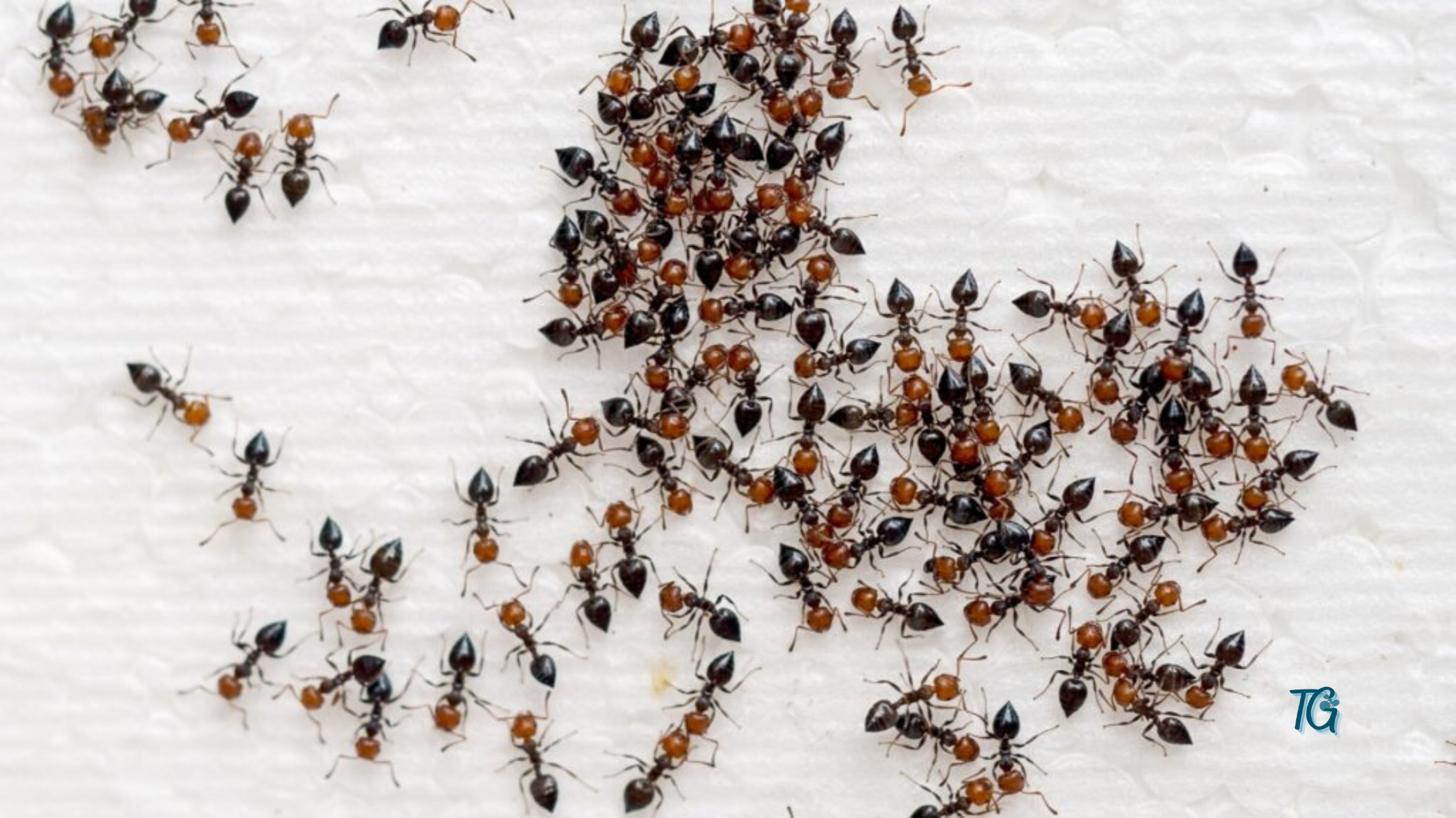 How Much Ants Are In The World