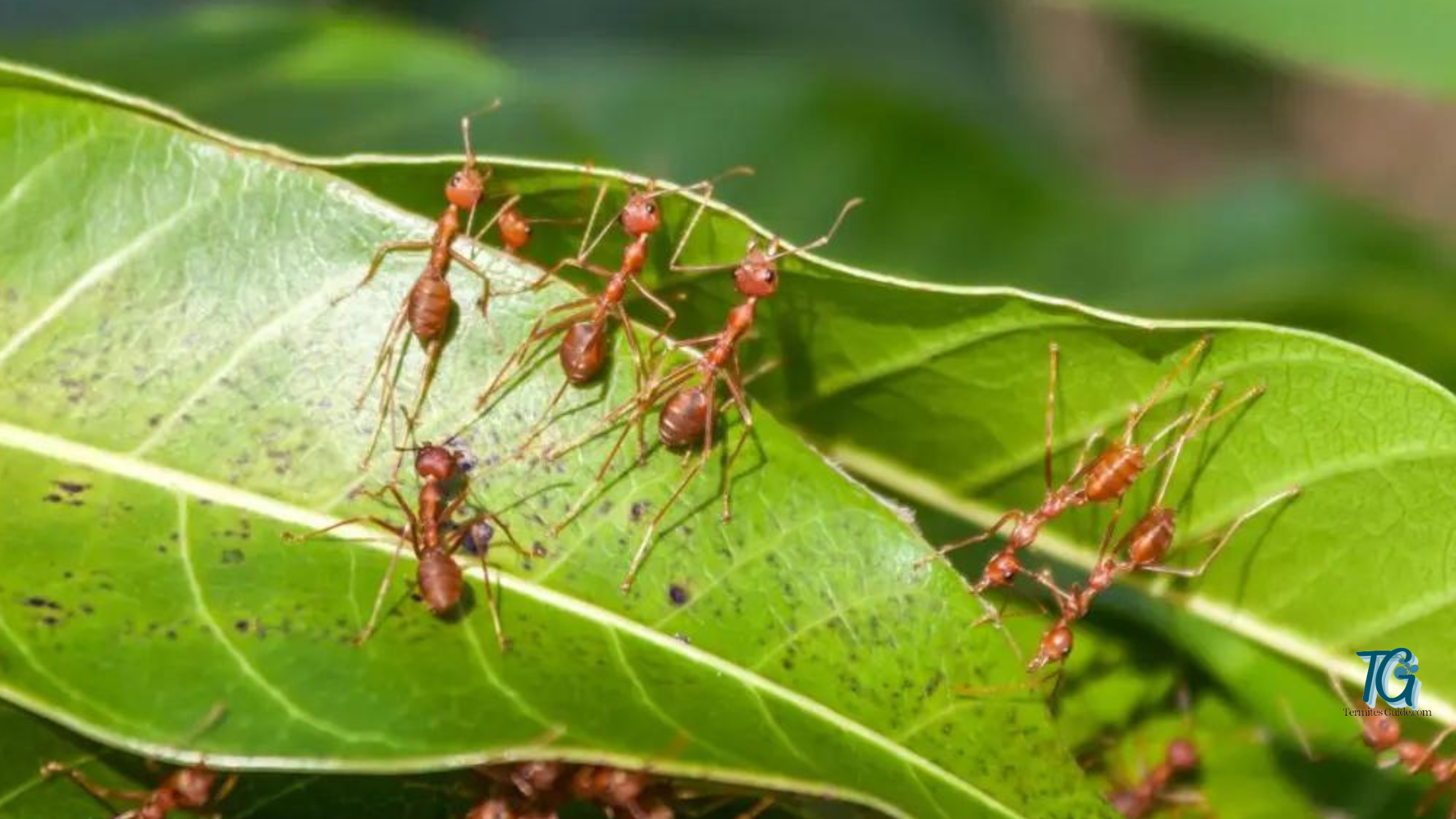 Will Ants Kill Plants : Facts About Ants In Your Garden