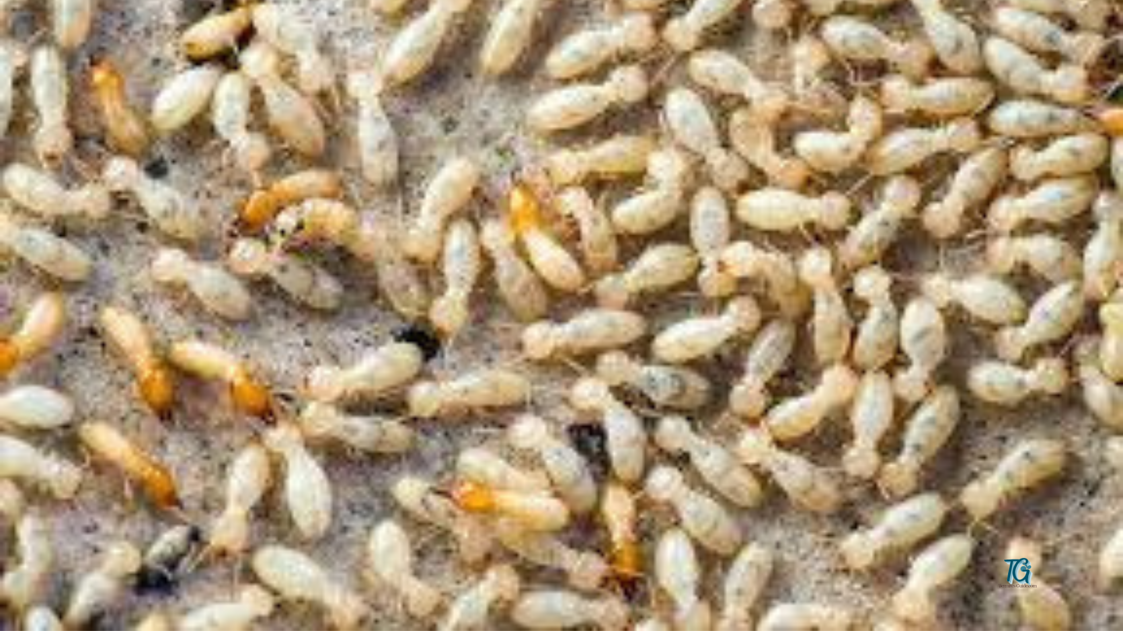 How To Tell If You Have Termites In Your House