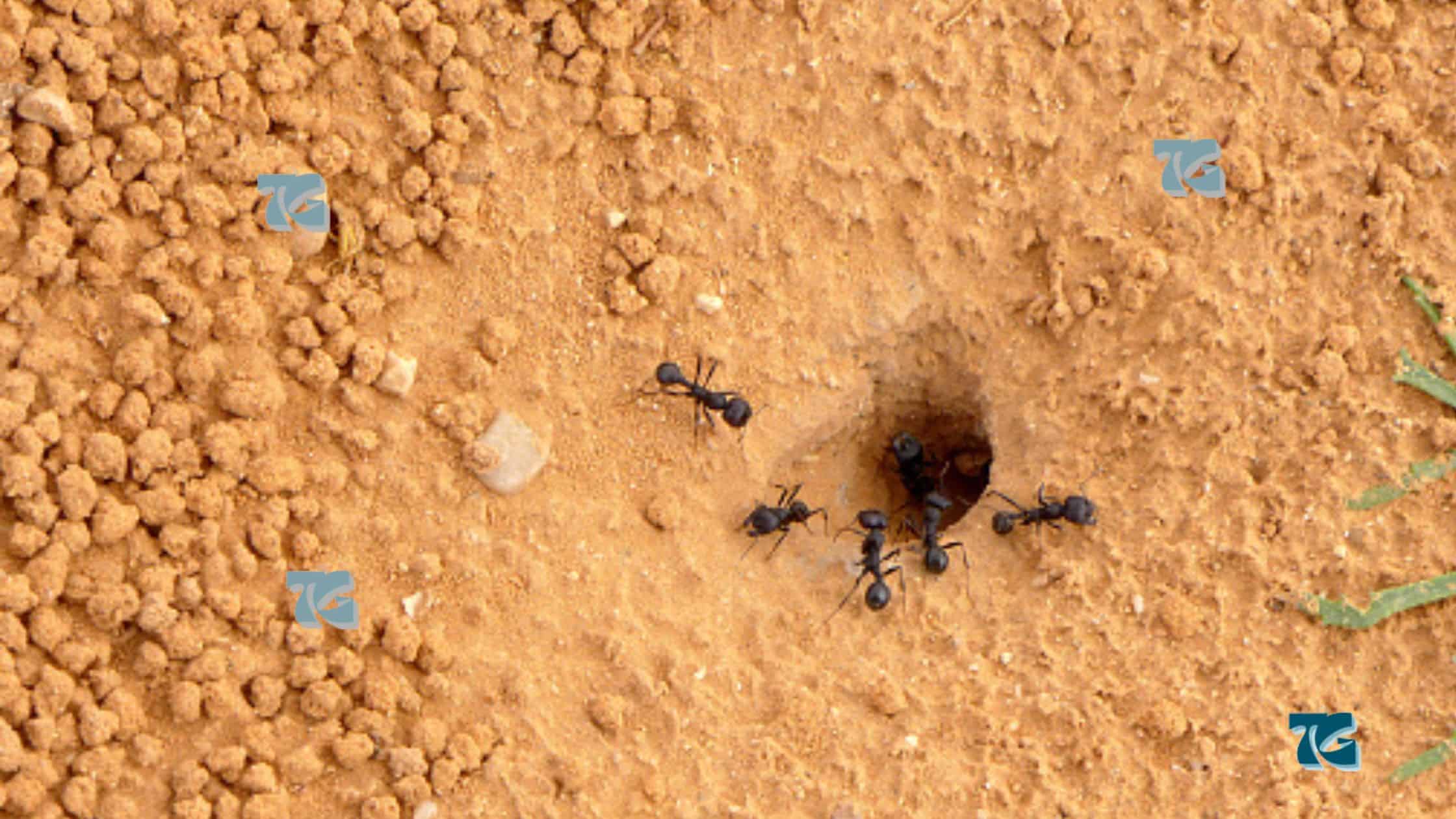 Quick Strategies To Find Ants Nests In Your House