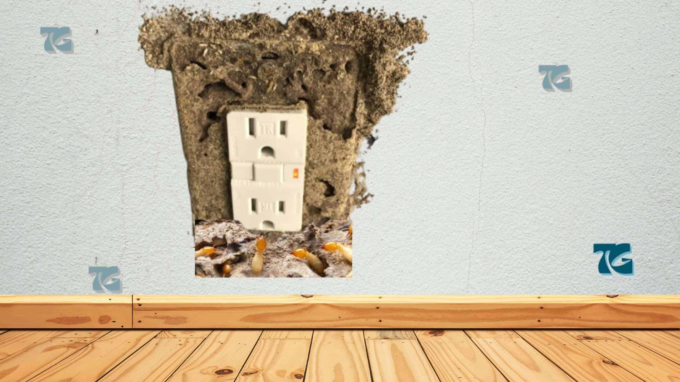 What To Do When You See Termites Coming From Electrical Outlets: 6 Quick Things To Do