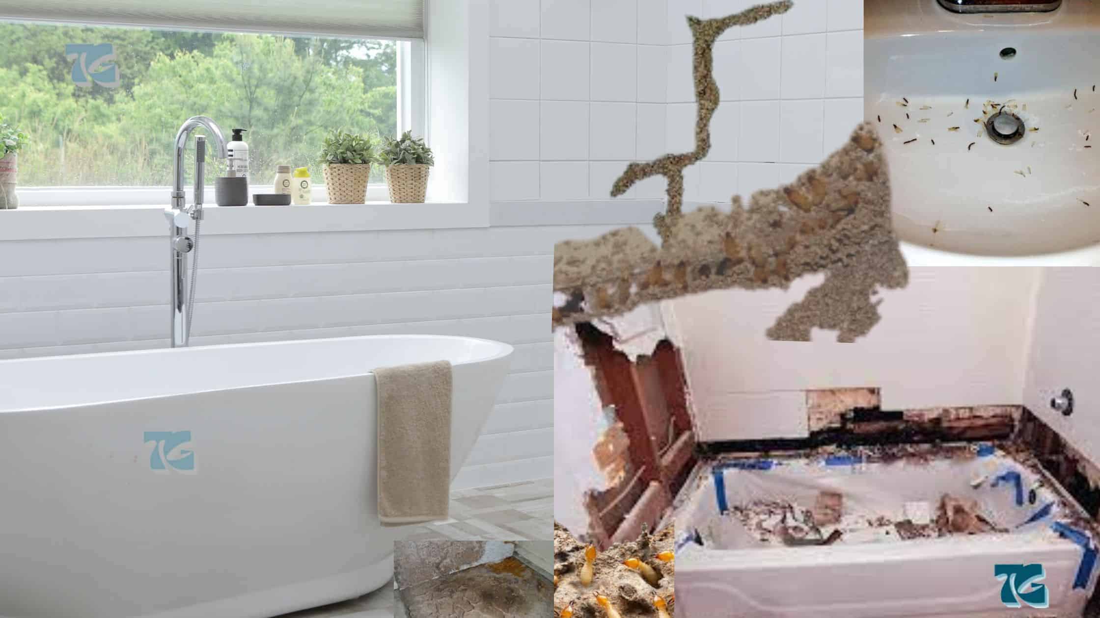 How To Find And Get Rid Of Termites In The Bathroom In The House: 6 Things To Do Fast