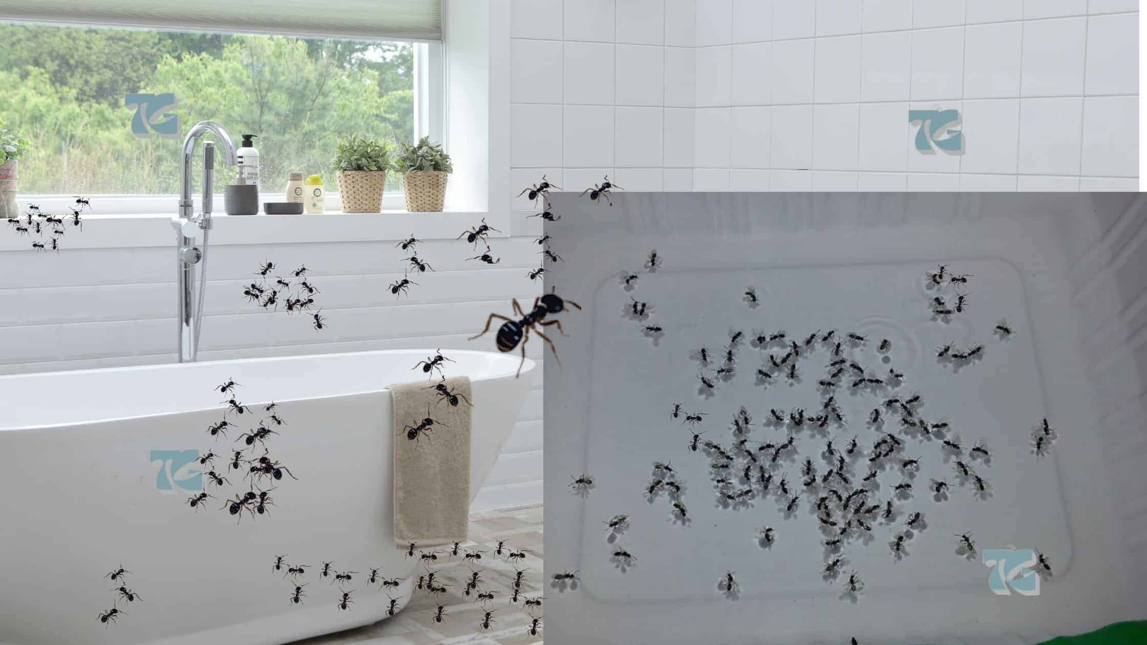 How To Remove Small Ants In The Bathroom: 5 Quick Things To Do