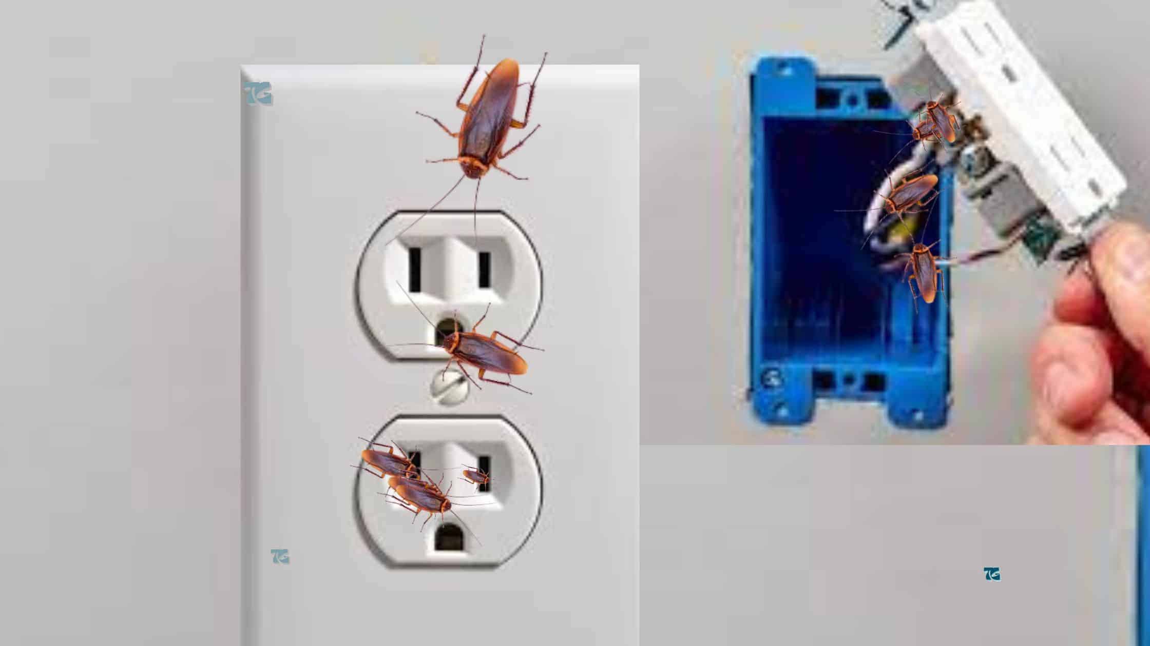 How To Remove Cockroaches Coming From Electrical Outlet In The Kitchen : 5 Quick Things To Do