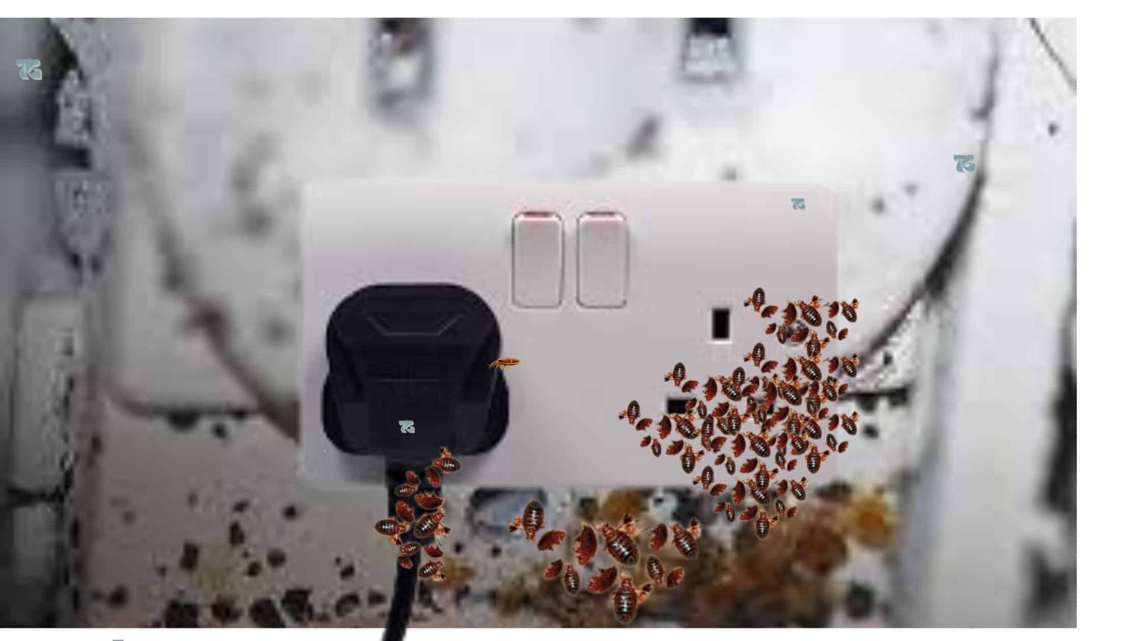 How To Remove Bed Bugs From An Electrical Outlet (5 Things To Do Fast)