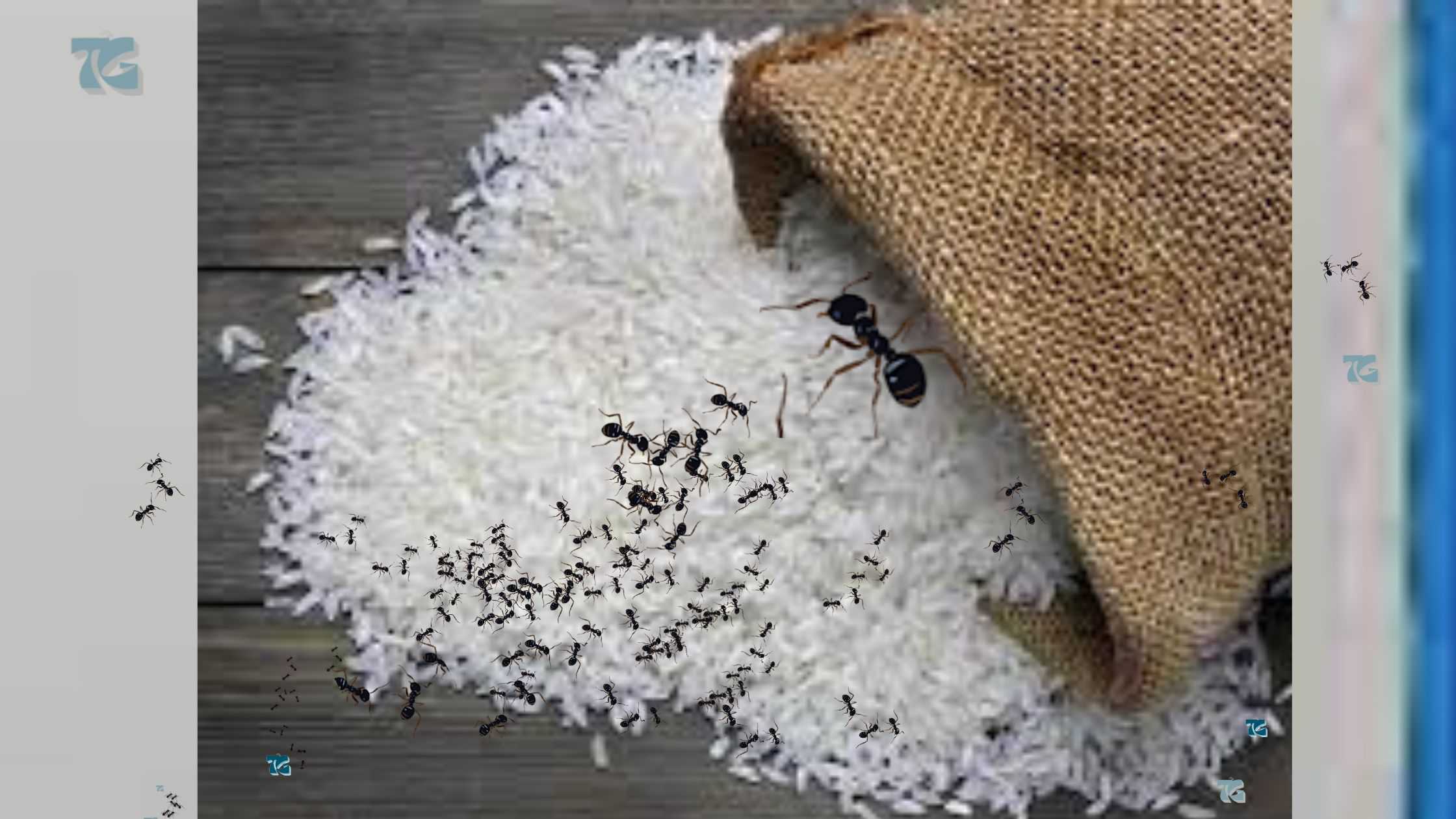 10 Natural Ways To Remove Ants From Rice