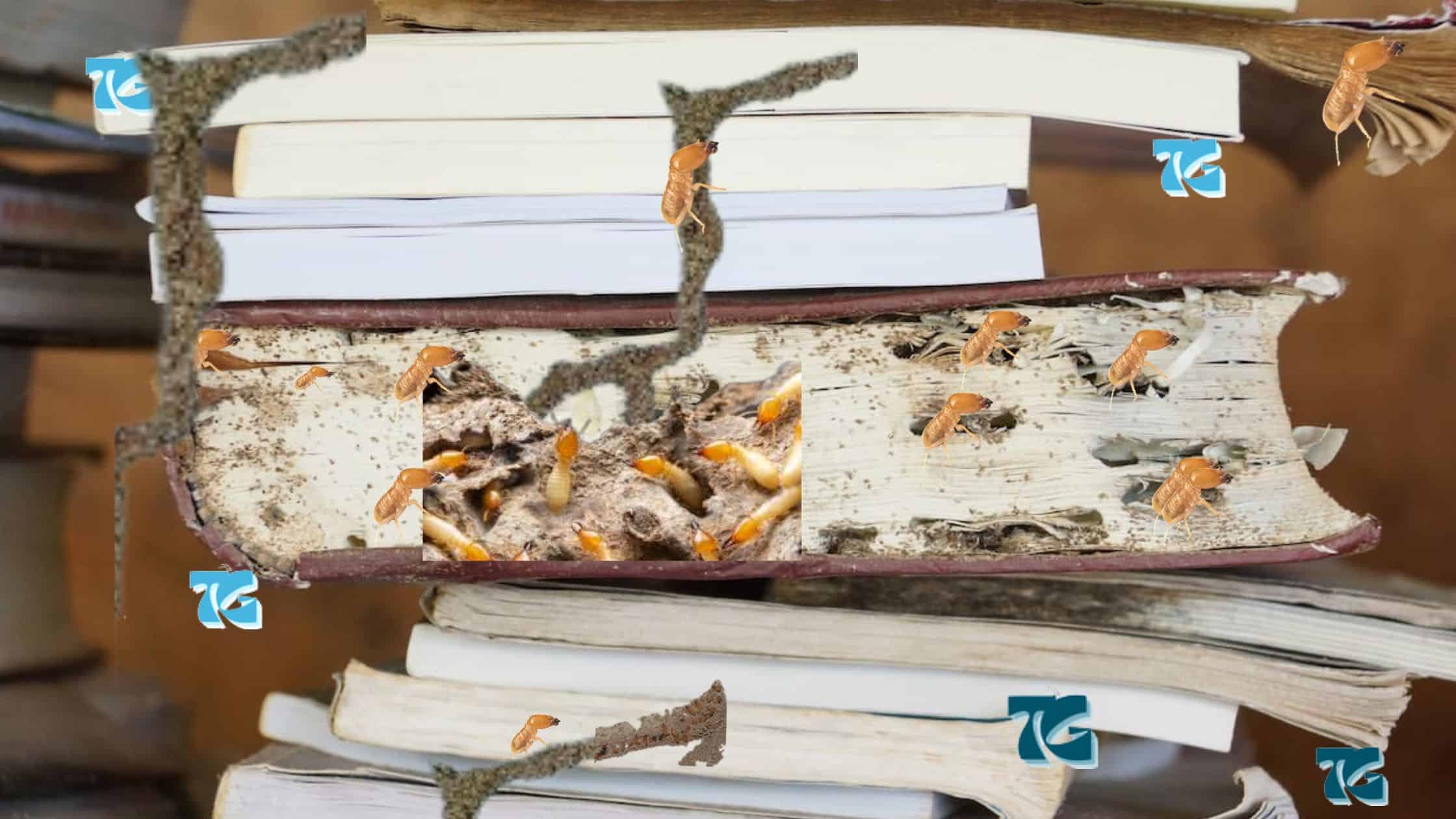 How To Remove Termites From Books